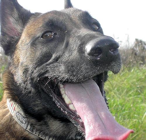 Бельгийская овчарка малинуа фото 2