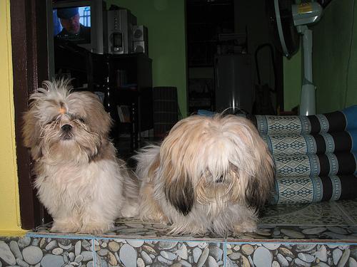 Ши-тцу фото 9