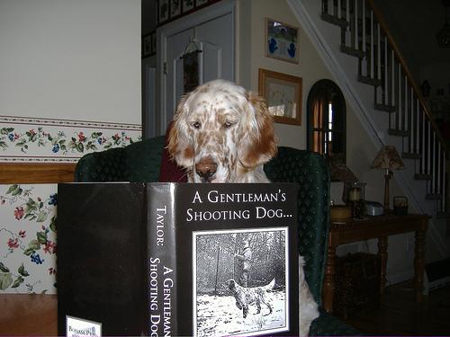 Английский сеттер фото 10