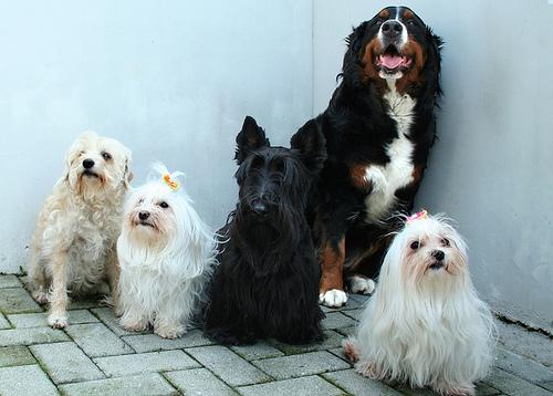 Шотландский терьер (скотч‑терьер) фото 4