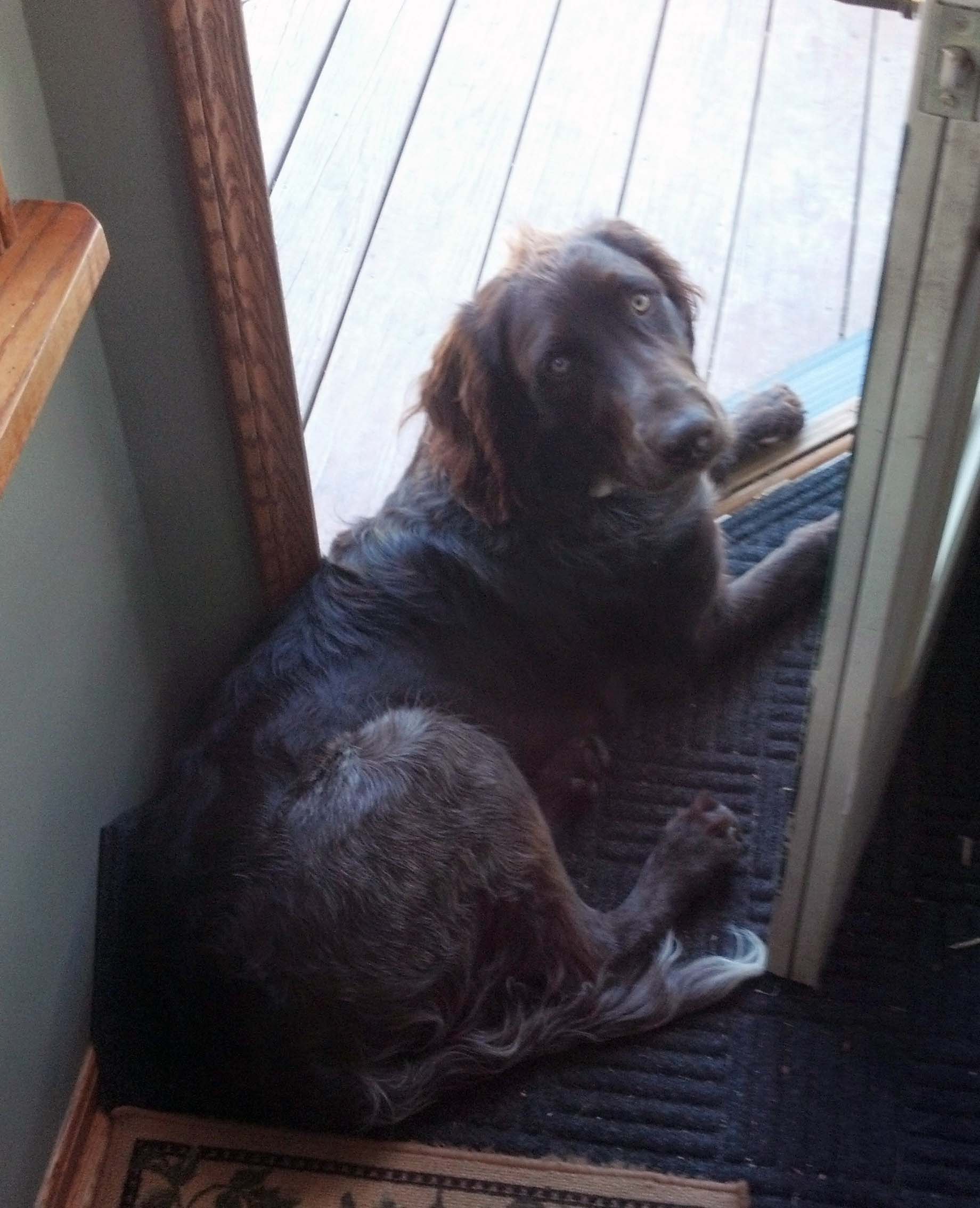 Немецкий длинношёрстный пойнтер (лангхаар) фото 1