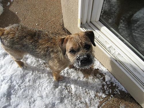 Бордер‑терьер фото 9