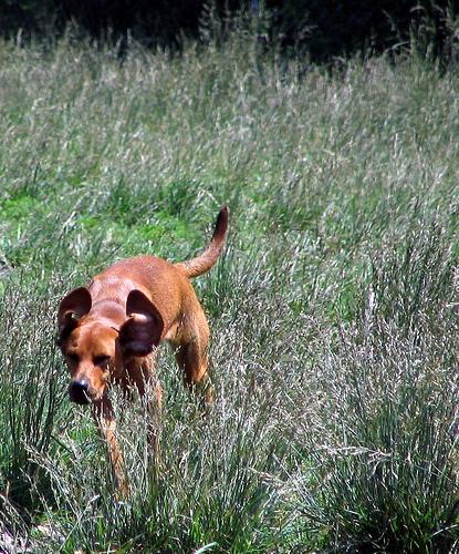 Редбоун‑кунхаунд (Redbone Coonhound) фото 7