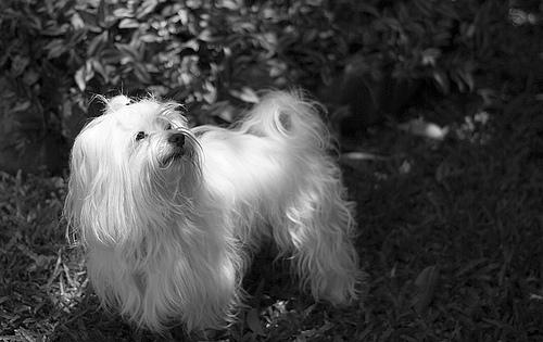 Мальтийская болонка (мальтезе) фото 1