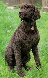 Ирландский спаниель (ирландский водяной спаниель) фото 4