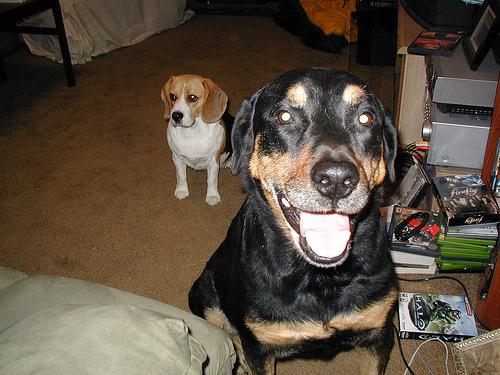 Ротвейлер фото 4