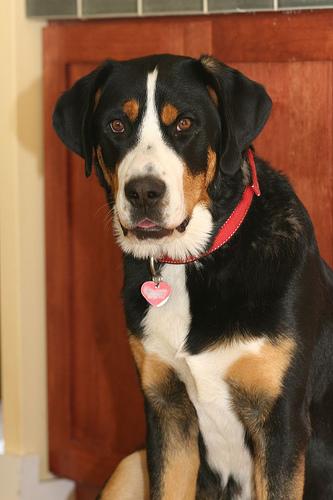 Бернская горная пастушья собака (бернский зенненхунд) фото 1