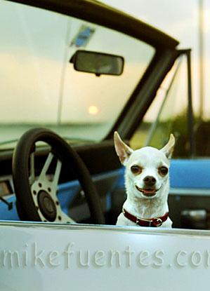 Чихуахуа фото 11