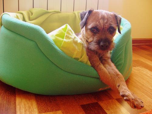 Бордер‑терьер фото 1