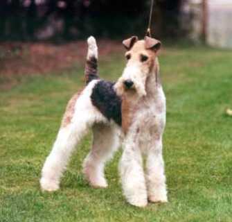 Фокстерьер фото 5