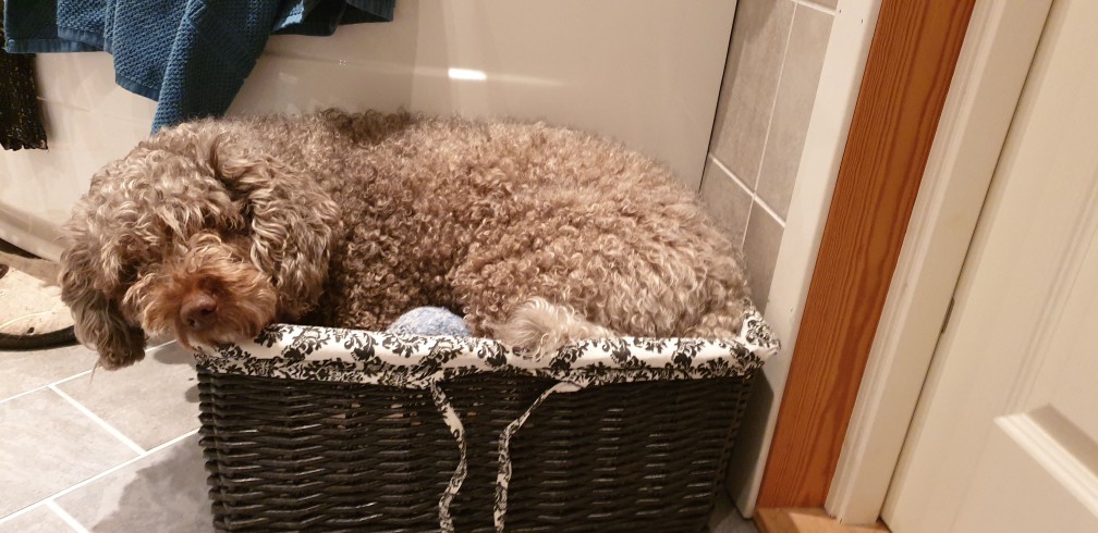 Испанский водяной спаниель (Water Dog Español / Spanish Water Dog) — фото породы