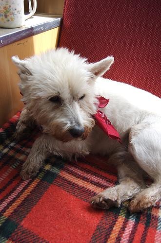 Норфолк‑терьер фото 11