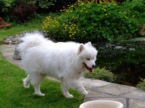 Самоед фото 6