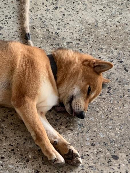 Сиба‑ину (шиба‑ину) фото 5