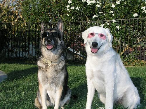 Кувас фото 9