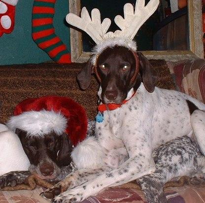 Немецкий пойнтер (курцхаар) фото 10