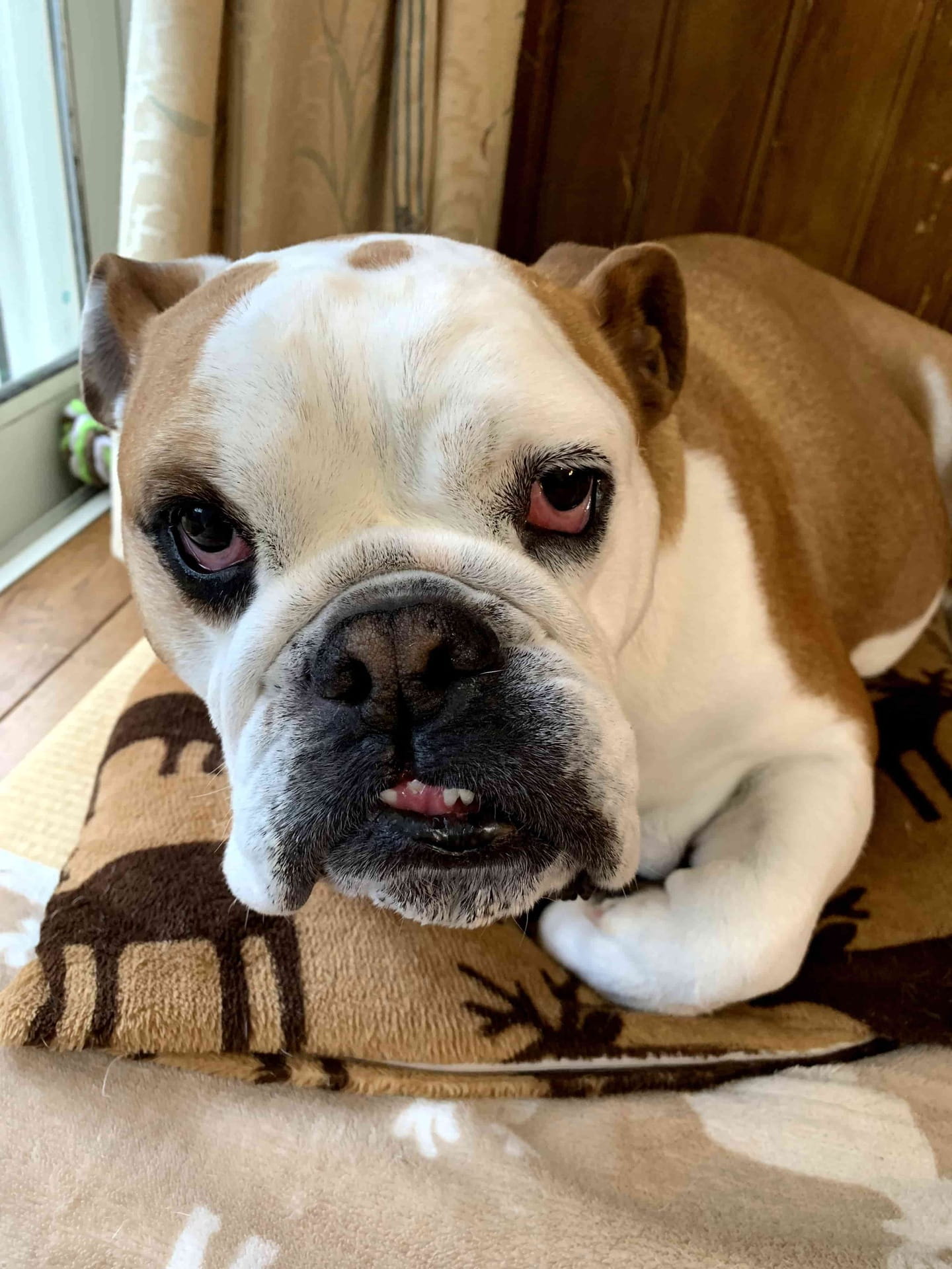 Английский бульдог фото 2