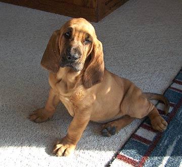 Кровяная гончая (бладхаунд) фото 4