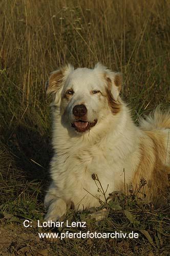 Кувас фото 6