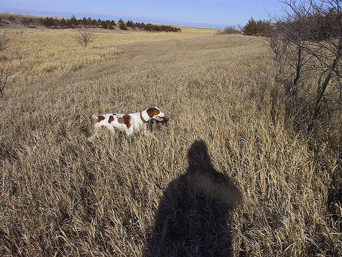 Бретонский спаниель (бретон) — фото породы