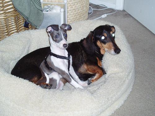 Итальянская борзая (левретка) фото 6