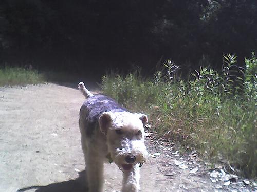 Фокстерьер — фото породы