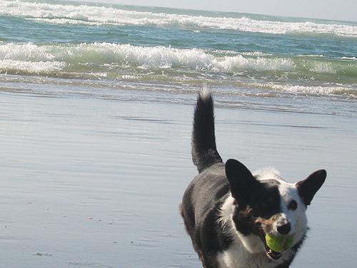 Вельш‑корги кардиган фото 4