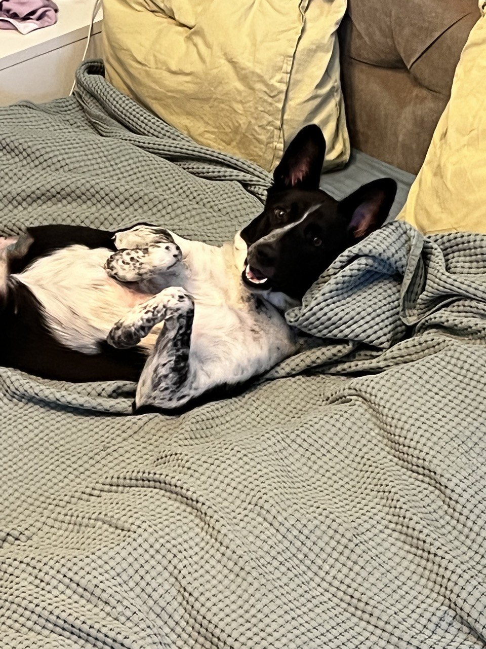 Метис (mix) фото 5