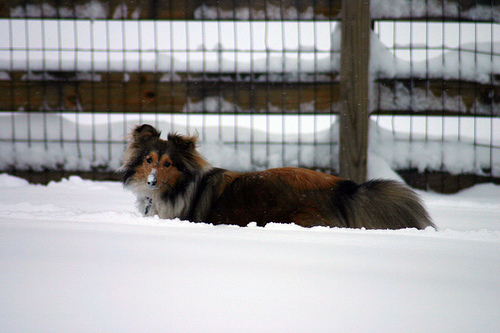 Шетландская овчарка (шелти) фото 9