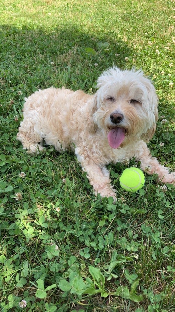 Кокапу (Cockapoo) фото 3