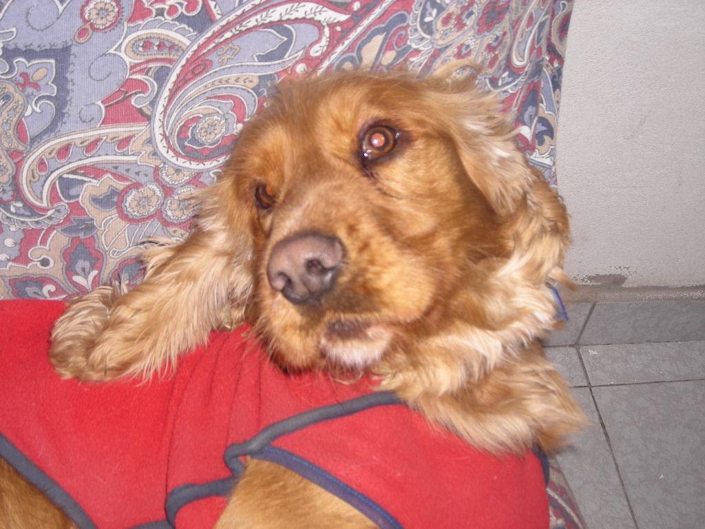 Английский кокер‑спаниель фото 5