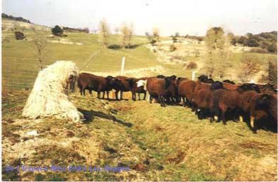 Комондор фото 5