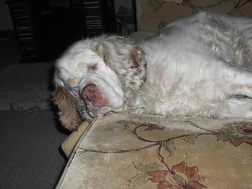 Кламбер‑спаниель фото 6