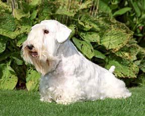 Силихем‑терьер фото 2