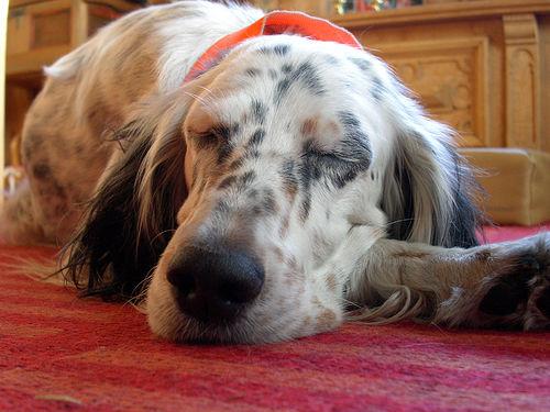 Английский сеттер фото 6