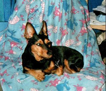 Доберман фото 10