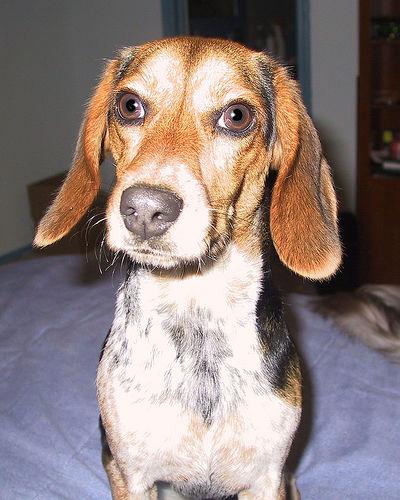 Бигль фото 1