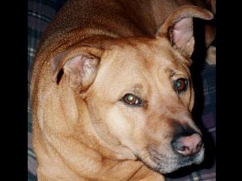 Родезийский риджбек фото 11