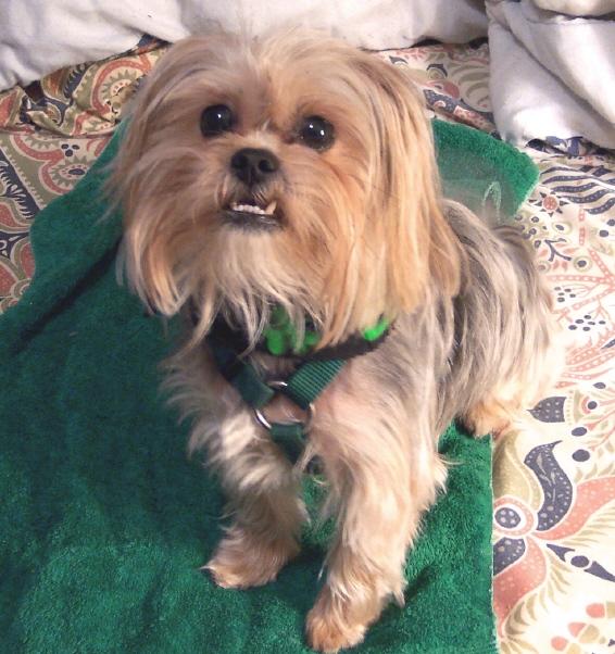 Йоркширский терьер фото 3