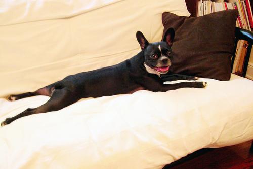 Бостон‑терьер фото 4