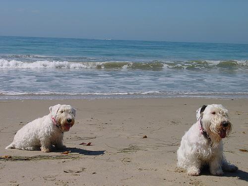 Силихем‑терьер фото 10