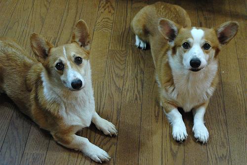 Вельш‑корги пемброк фото 6