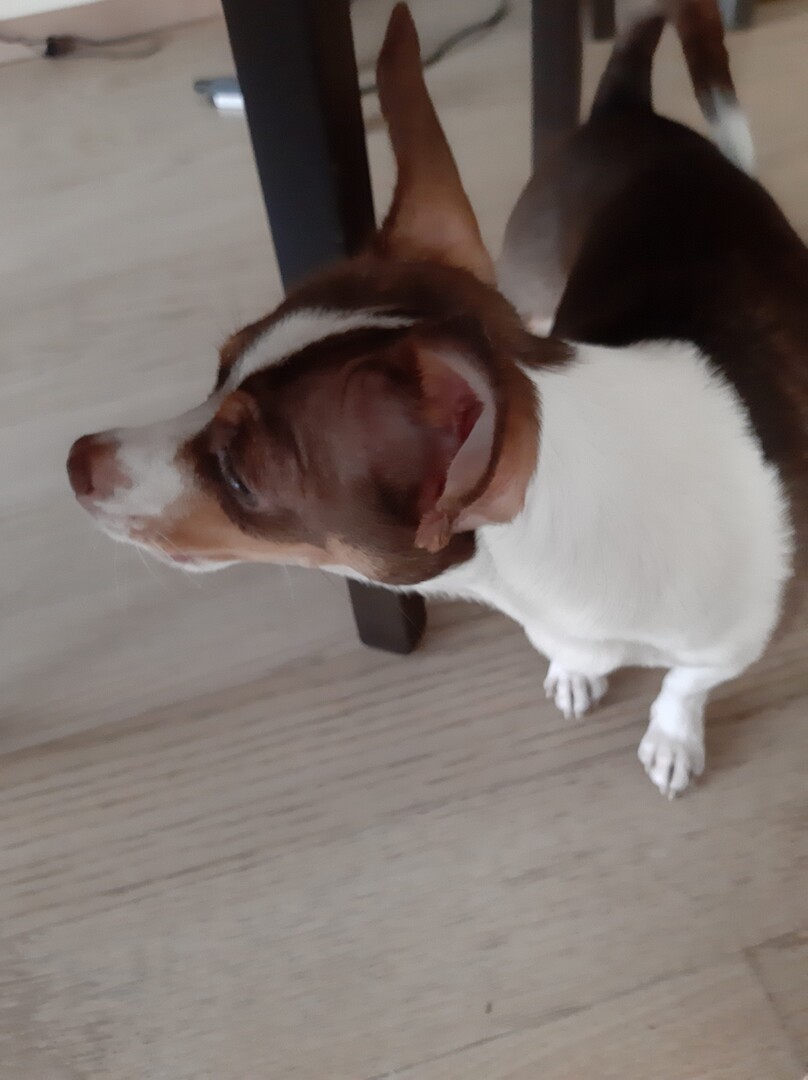 Той‑терьер фото 11