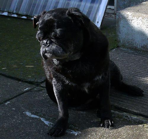 Мопс — фото породы