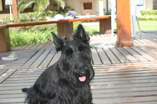 Шотландский терьер (скотч‑терьер) фото 6