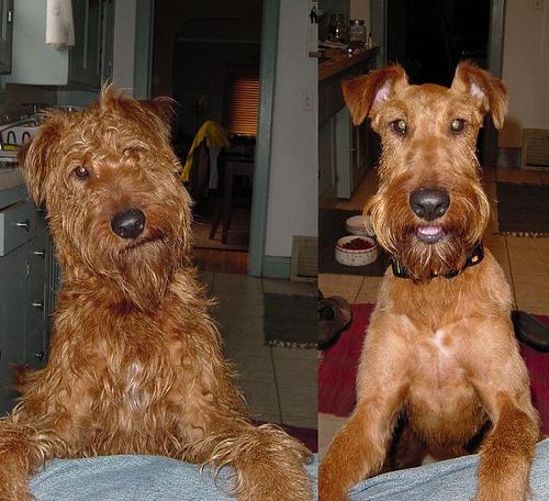 Ирландский терьер фото 9