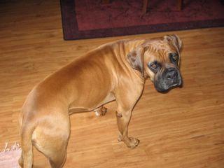 Боксёр фото 8