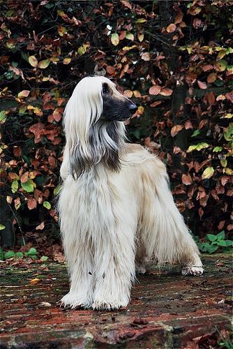 Афганская борзая (hound‑afghan) фото 7