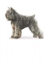 Фландрский бувье фото 9