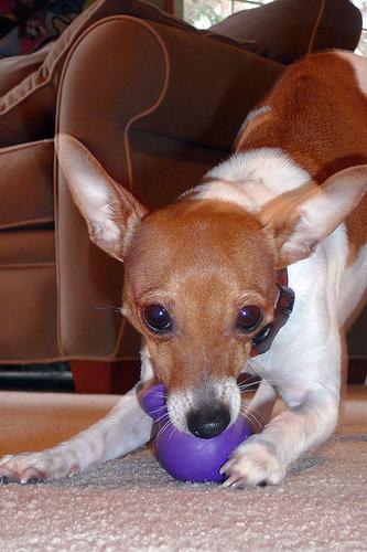 Той‑терьер фото 2